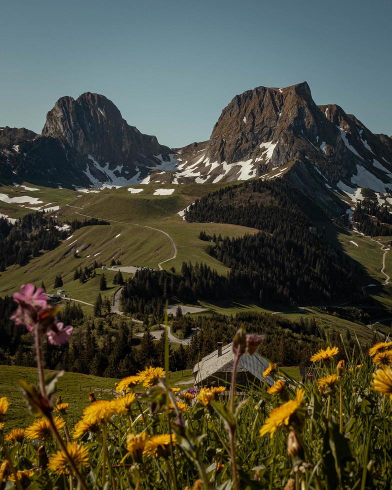 Yellow flowers in bloom photo