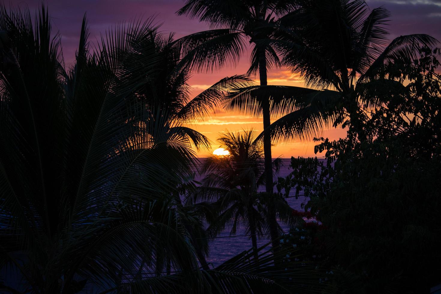 silueta de palmeras y una puesta de sol foto