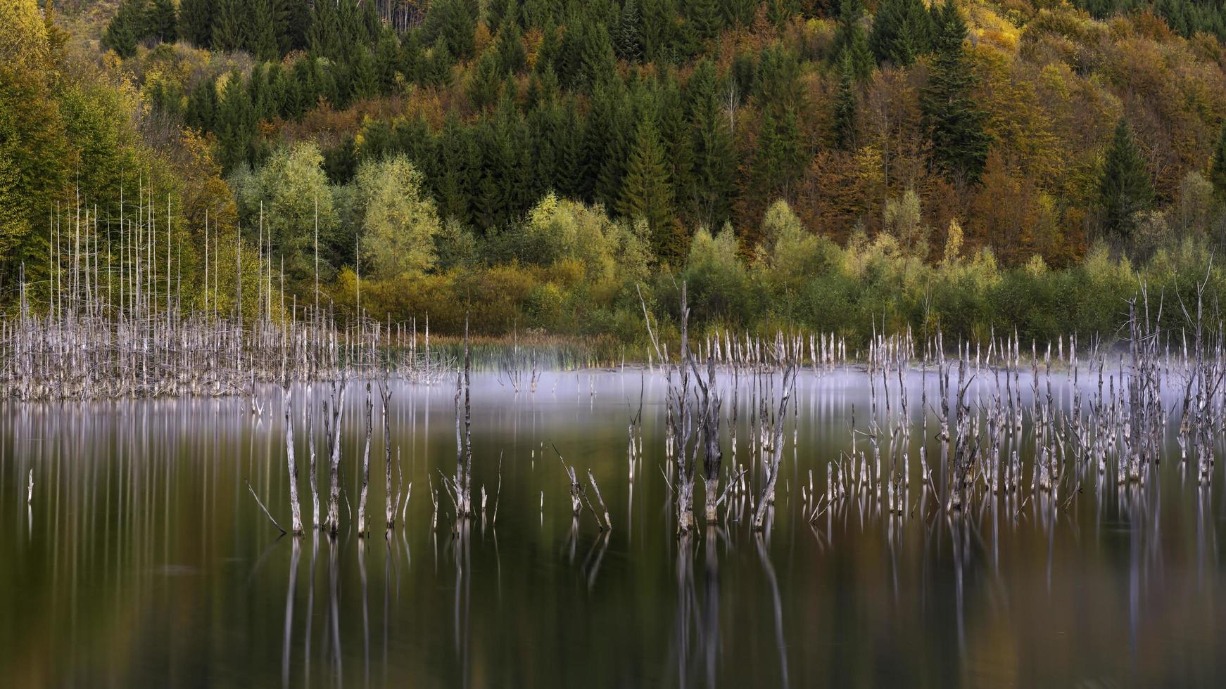 Tree reflections on body of water photo