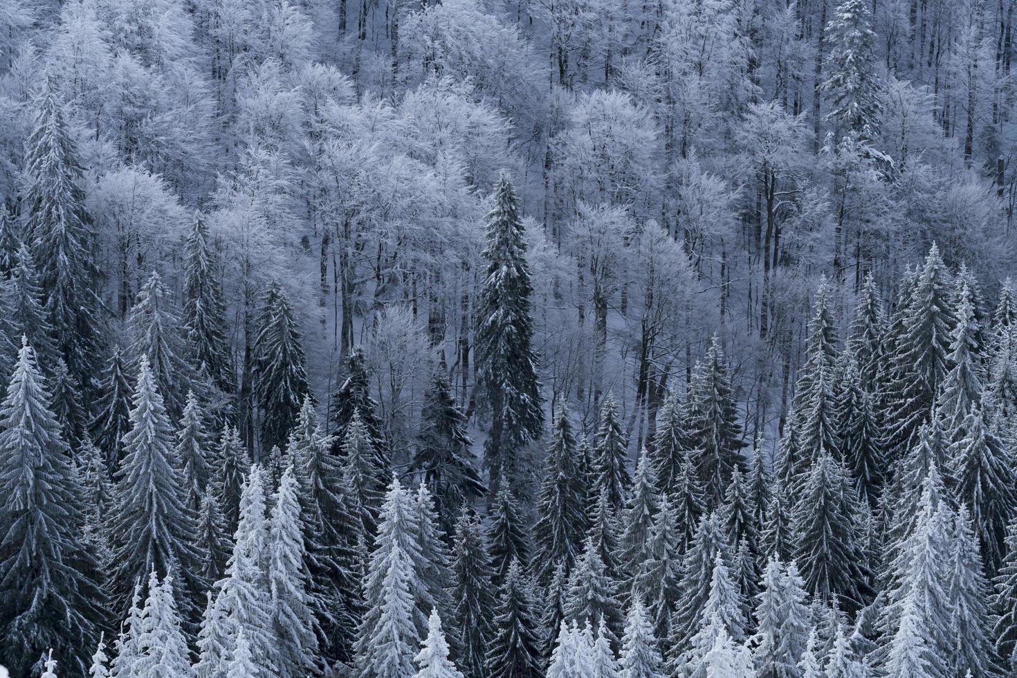high angle of pine trees photo