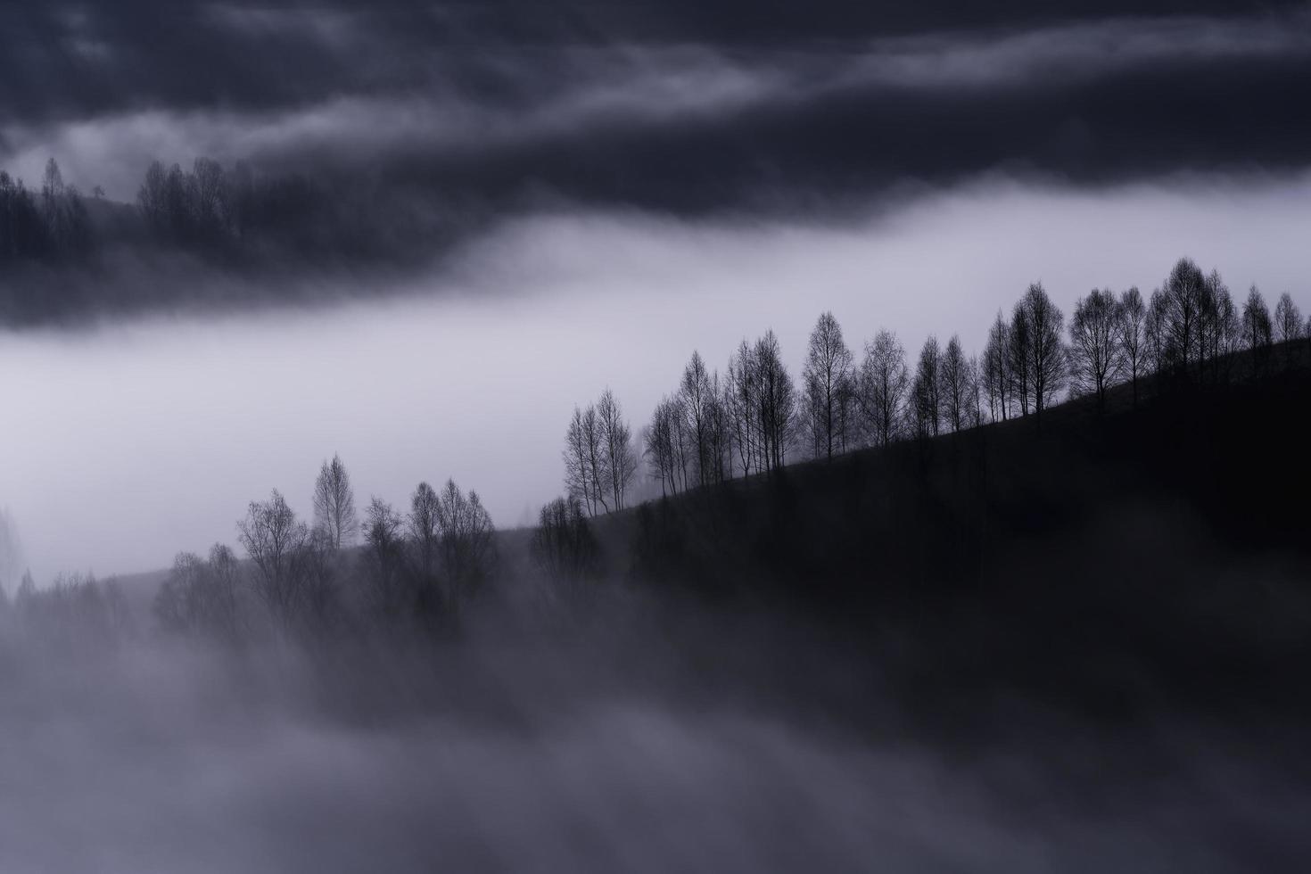 Trees on a slope during foggy weather photo