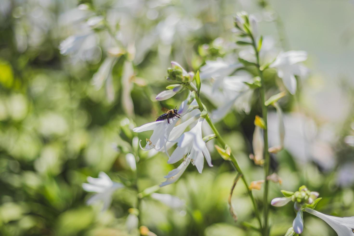 Bee pollenating a white flower photo