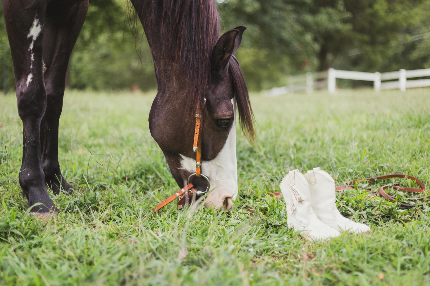 Horse near a pair of white boots photo