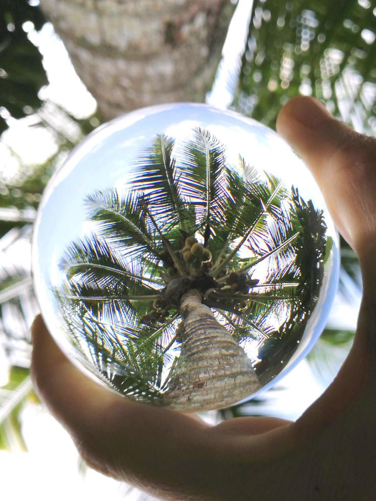 Crystal ball photography of green palm tree photo