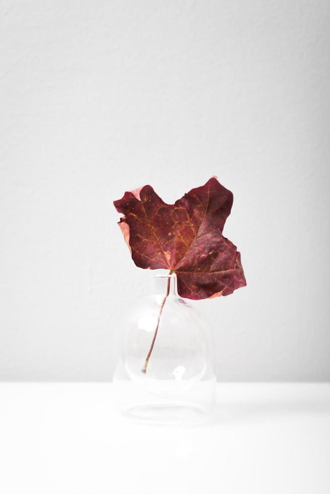 Red maple leaf in a clear vase photo