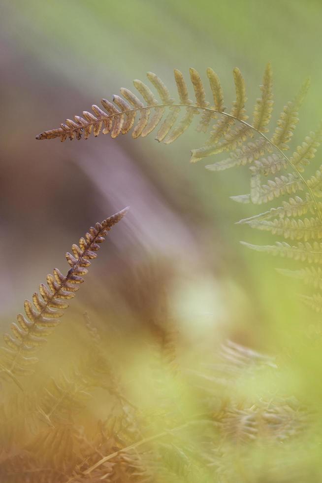 Abstract fern view photo