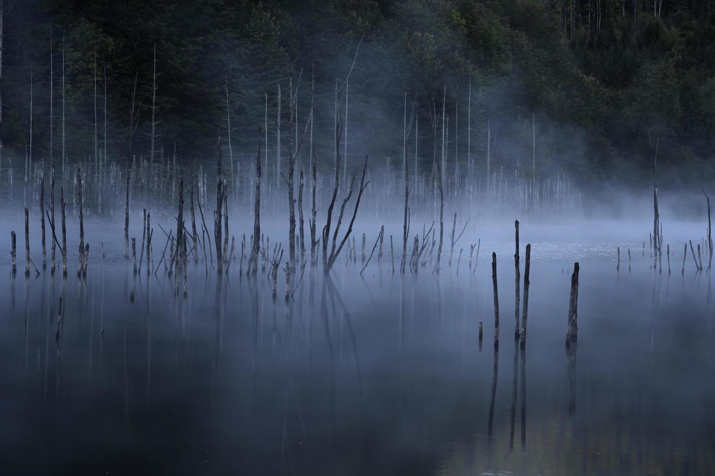 árboles de mangle en el agua y la niebla foto