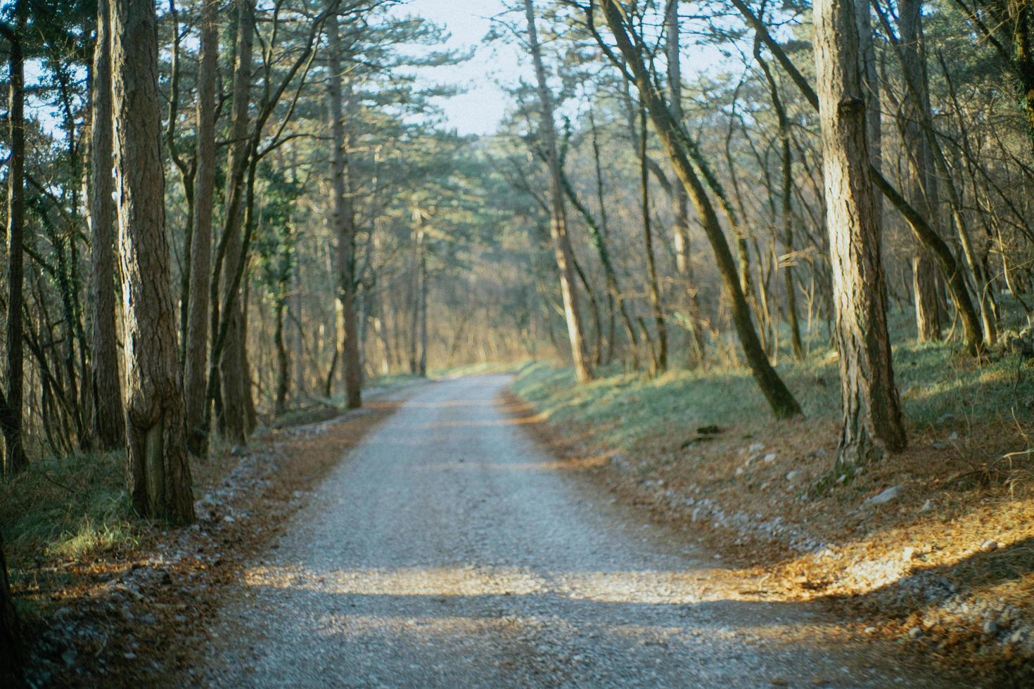 Road between trees during in the evening photo