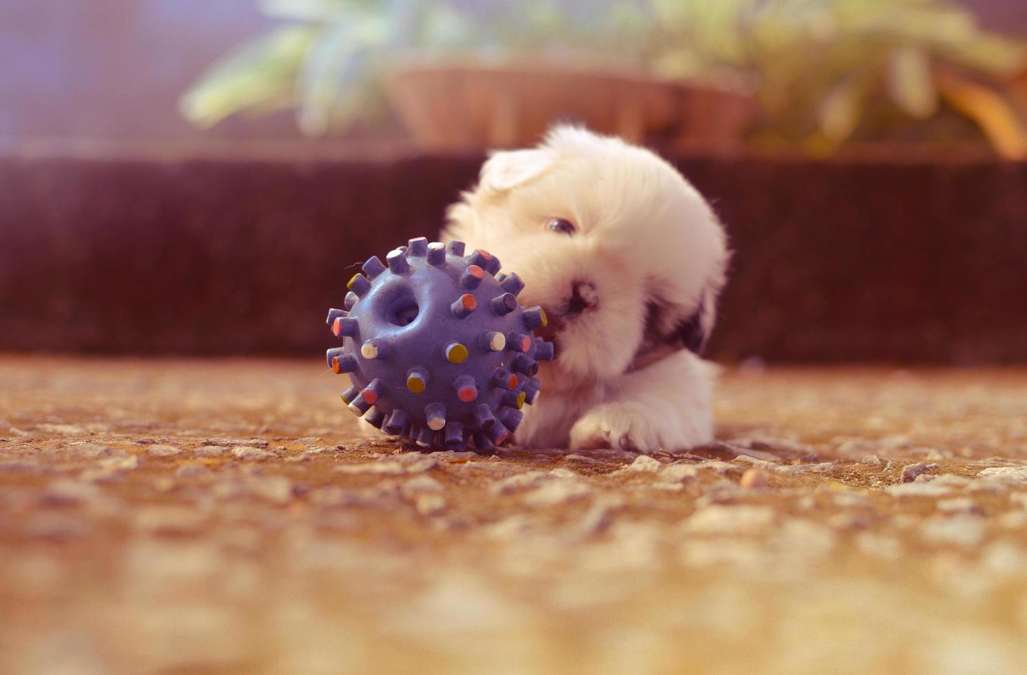 cachorro jugando con juguetes de bolas puntiagudas foto