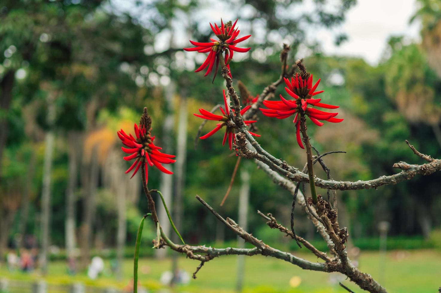 flores de pétalos rojos foto