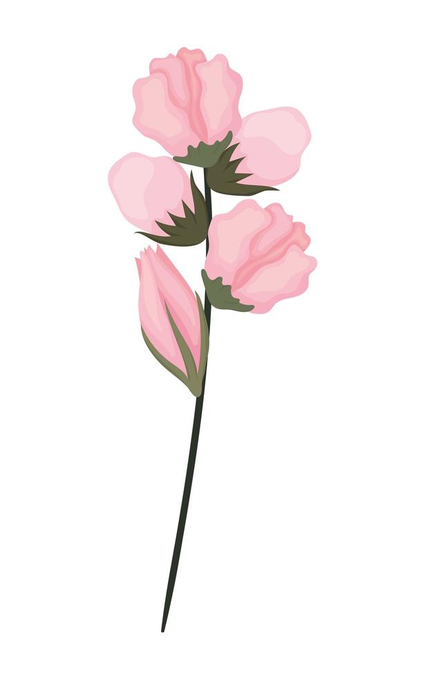 Pink buds flowers bouquet painting vector