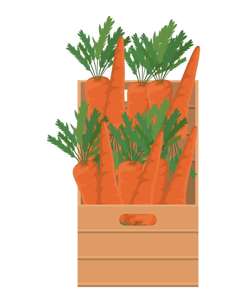 Carrots inside box design vector