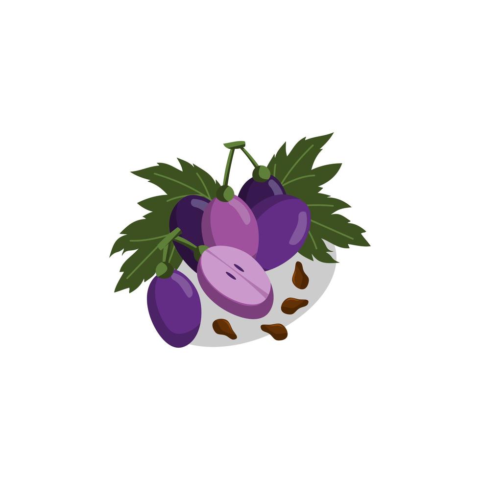 Grape bunches Fruit Seed and leaves. vector