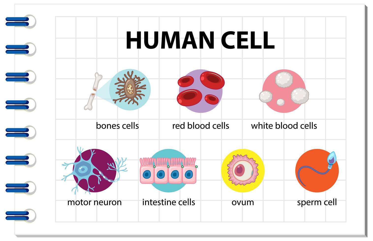 diagrama de la célula humana para la educación vector