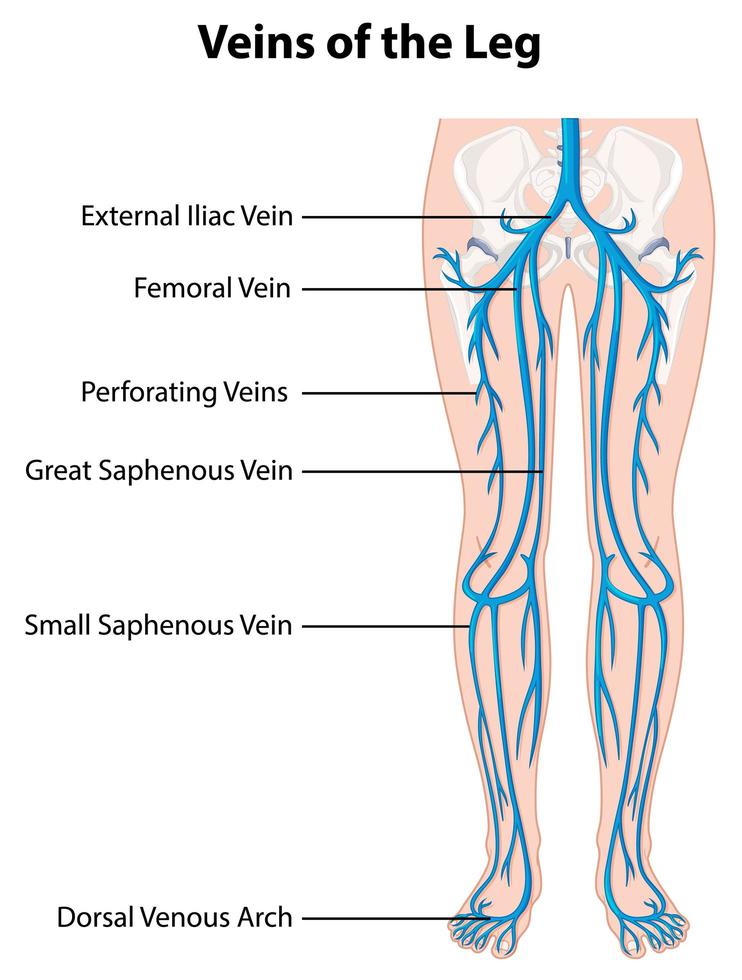 cartel informativo de venas de la pierna vector