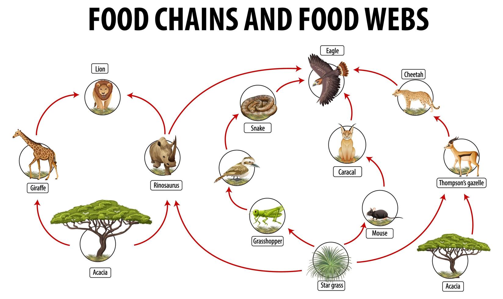 temperate rainforest animals food web