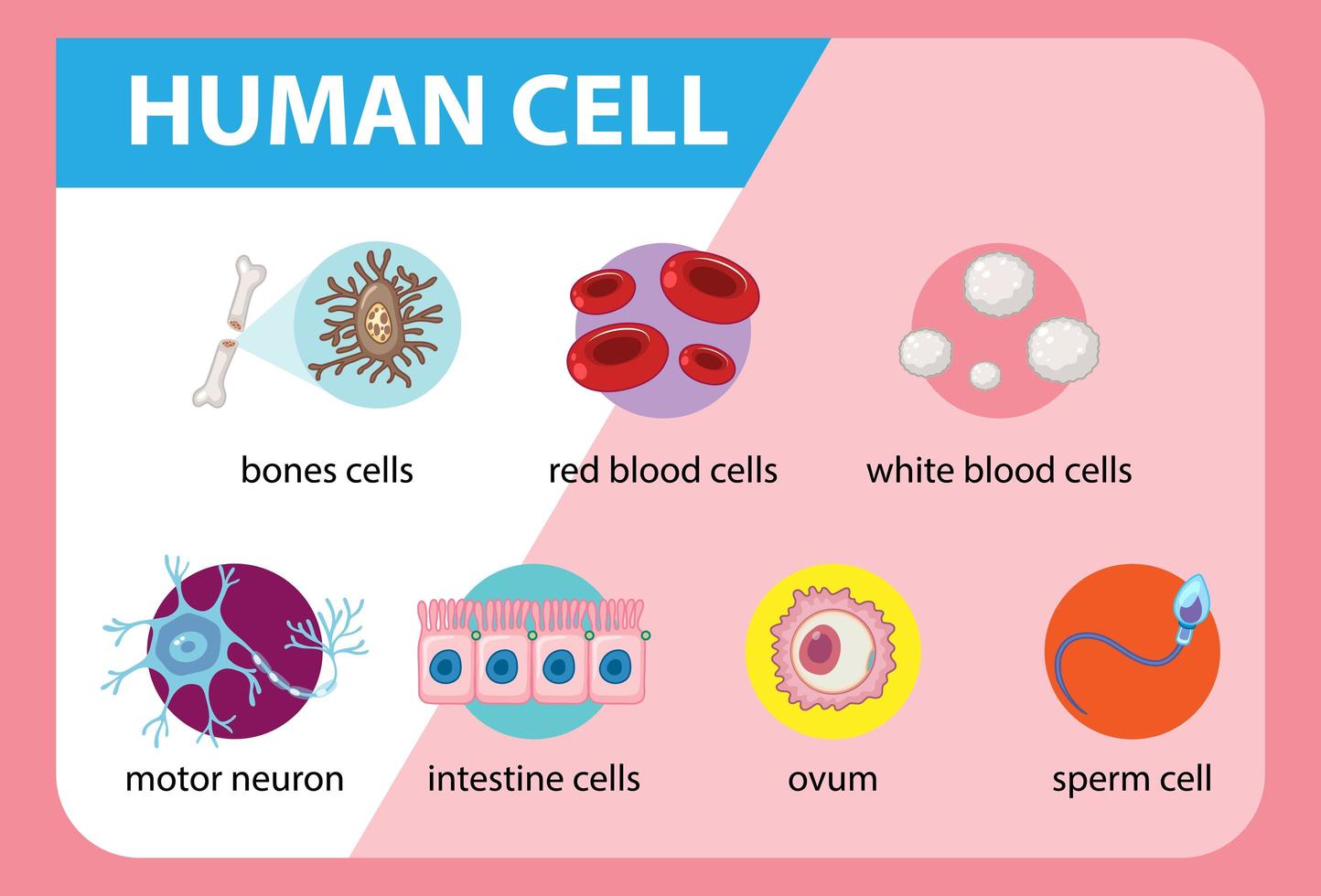 Diagram of human cell for education vector