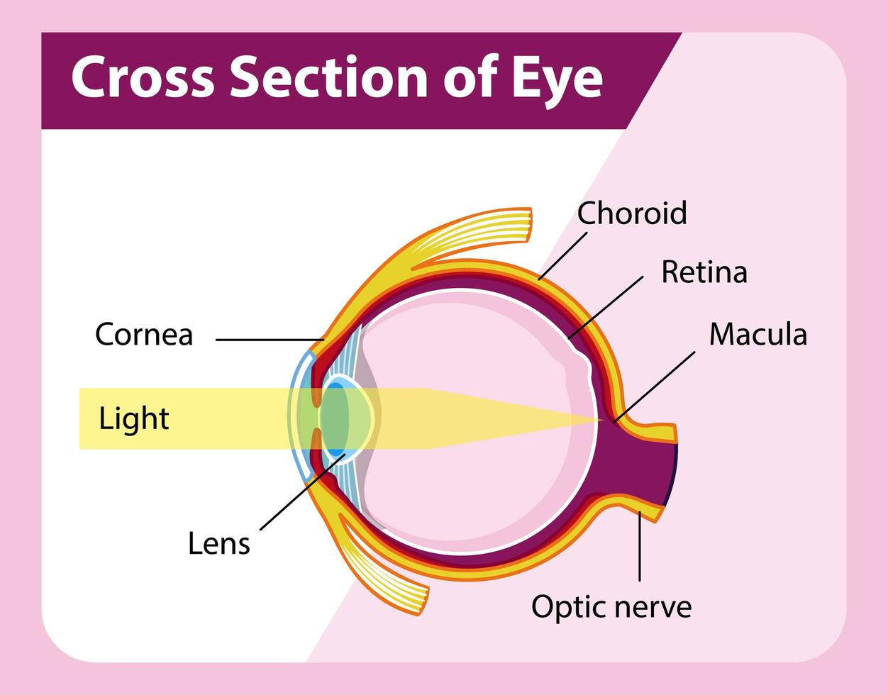 Anatomía del ojo humano con sección transversal del diagrama del ojo vector