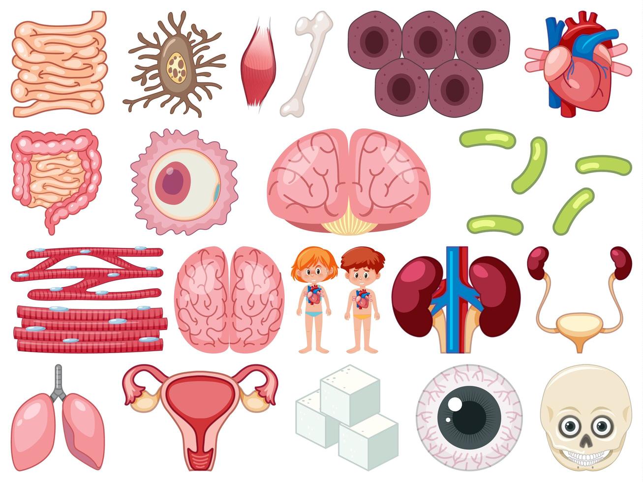 Set of human inner organs isolated on white background vector