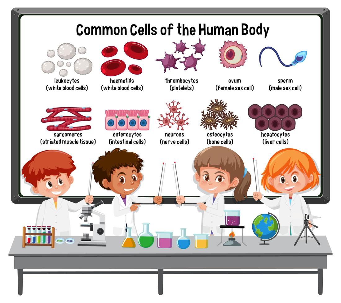 Many young scientists explaining common cells of the human body in front of a board with laboratory elements vector