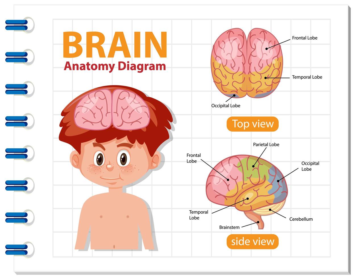 cartel de información del diagrama del cerebro humano vector