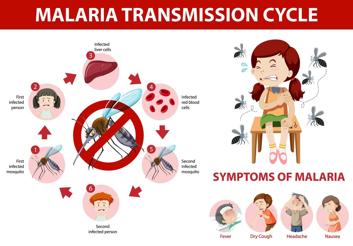 Malaria transmission cycle and symptom information infographic vector