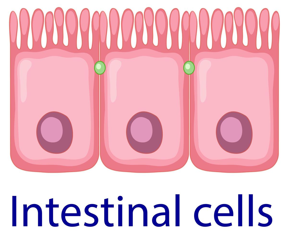 célula intersticial humana aislada vector
