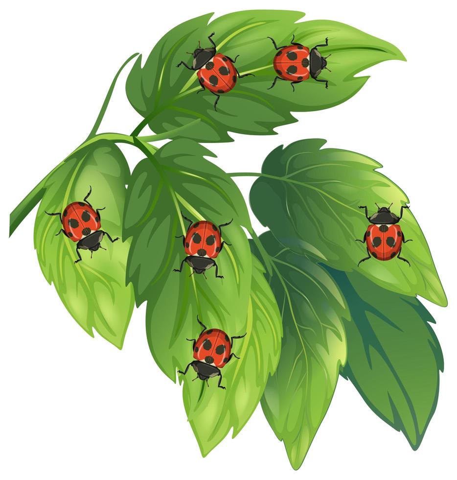 Lady bugs on leaves isolated on white background vector