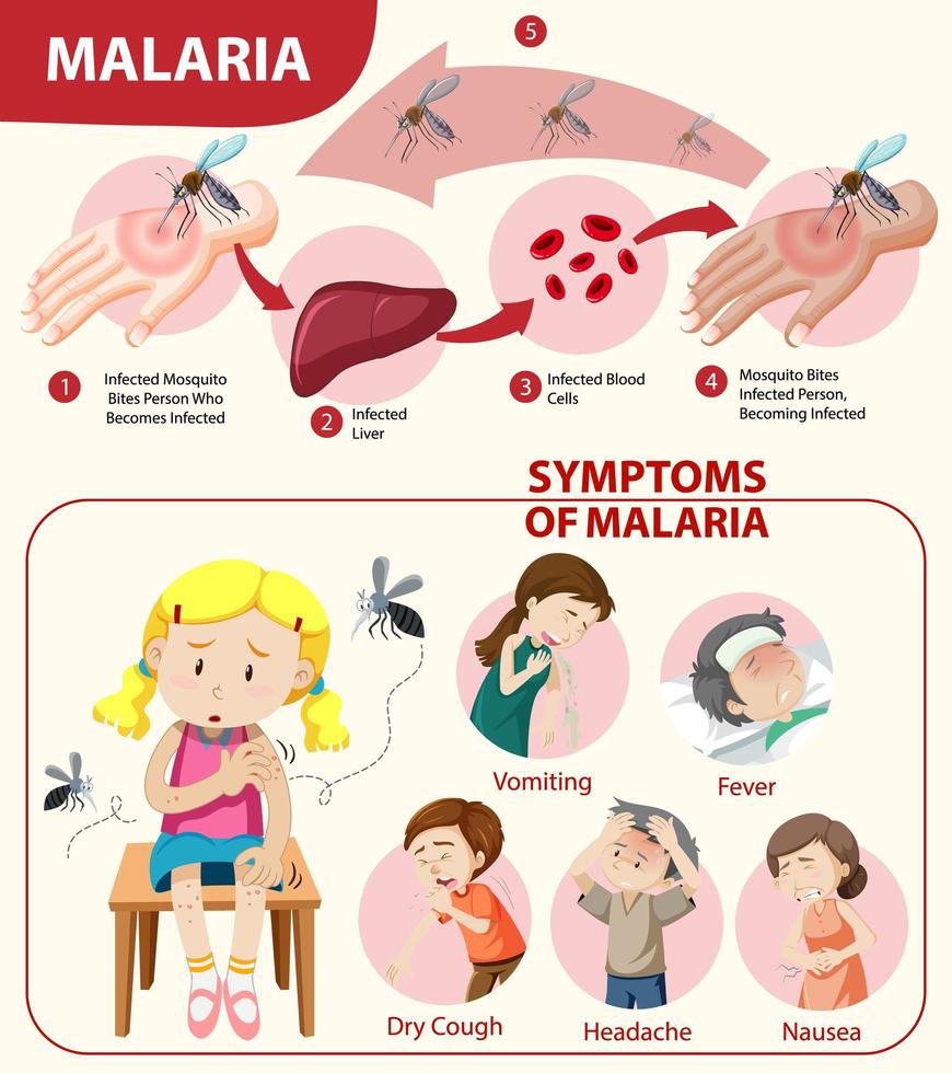 Malaria symptom information infographic vector