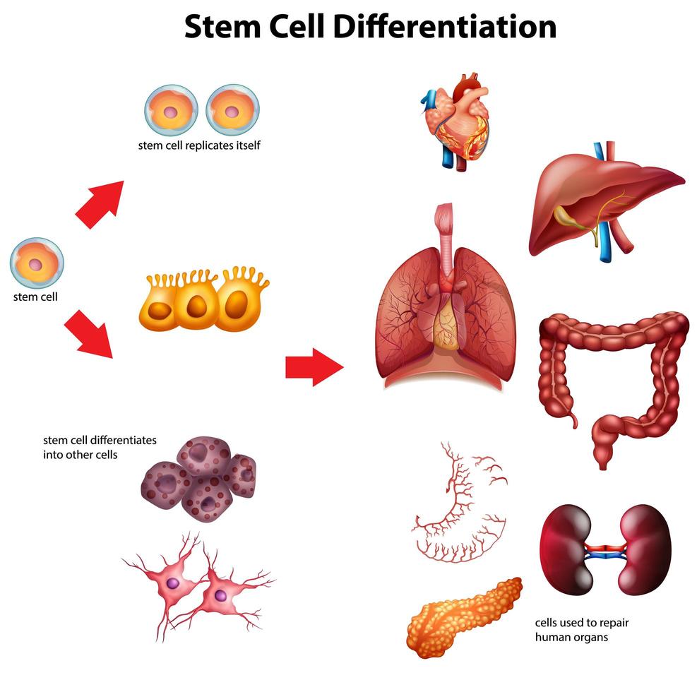 Stem cell differentiation diagram vector