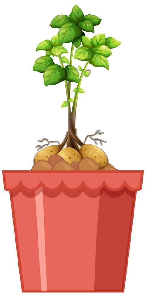 Potatoes with the stem and leaves in red pot isolated on white background vector