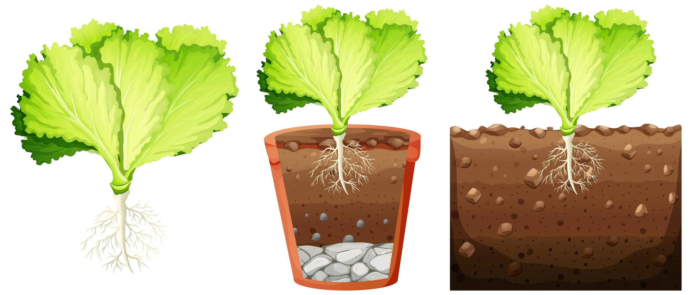 Set of cabbage plant vector