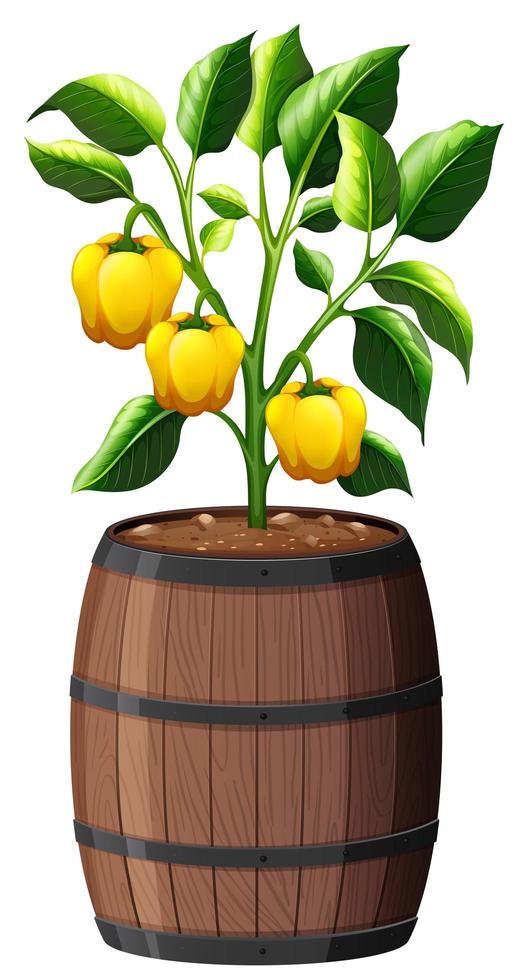 Planta de pimiento amarillo en maceta de madera aislado sobre fondo blanco. vector