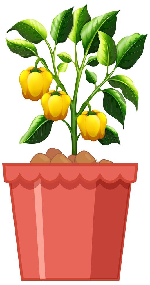 Yellow sweet pepper plant in red pot isolated on white background vector
