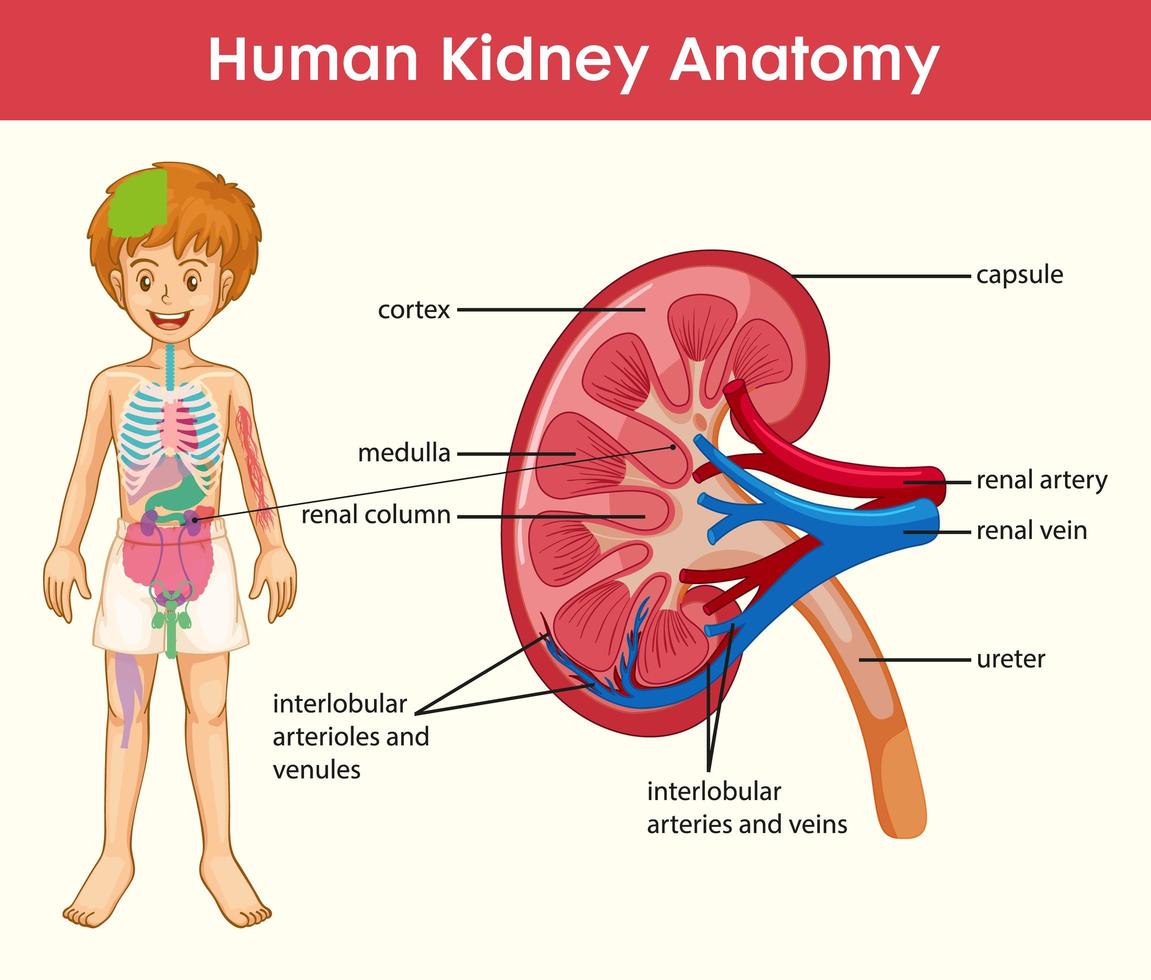 Human Kidney Anatomy cartoon style infographic vector