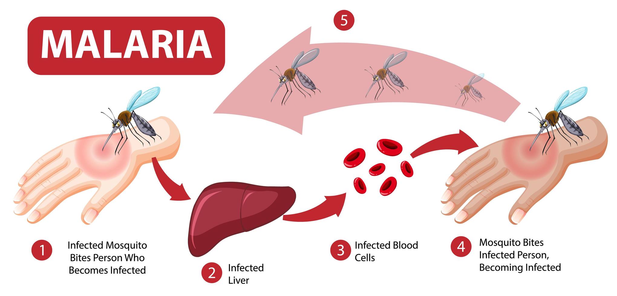 Malaria symptom information infographic vector