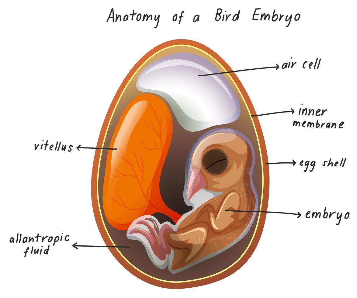 anatomía de un embrión de pájaro vector