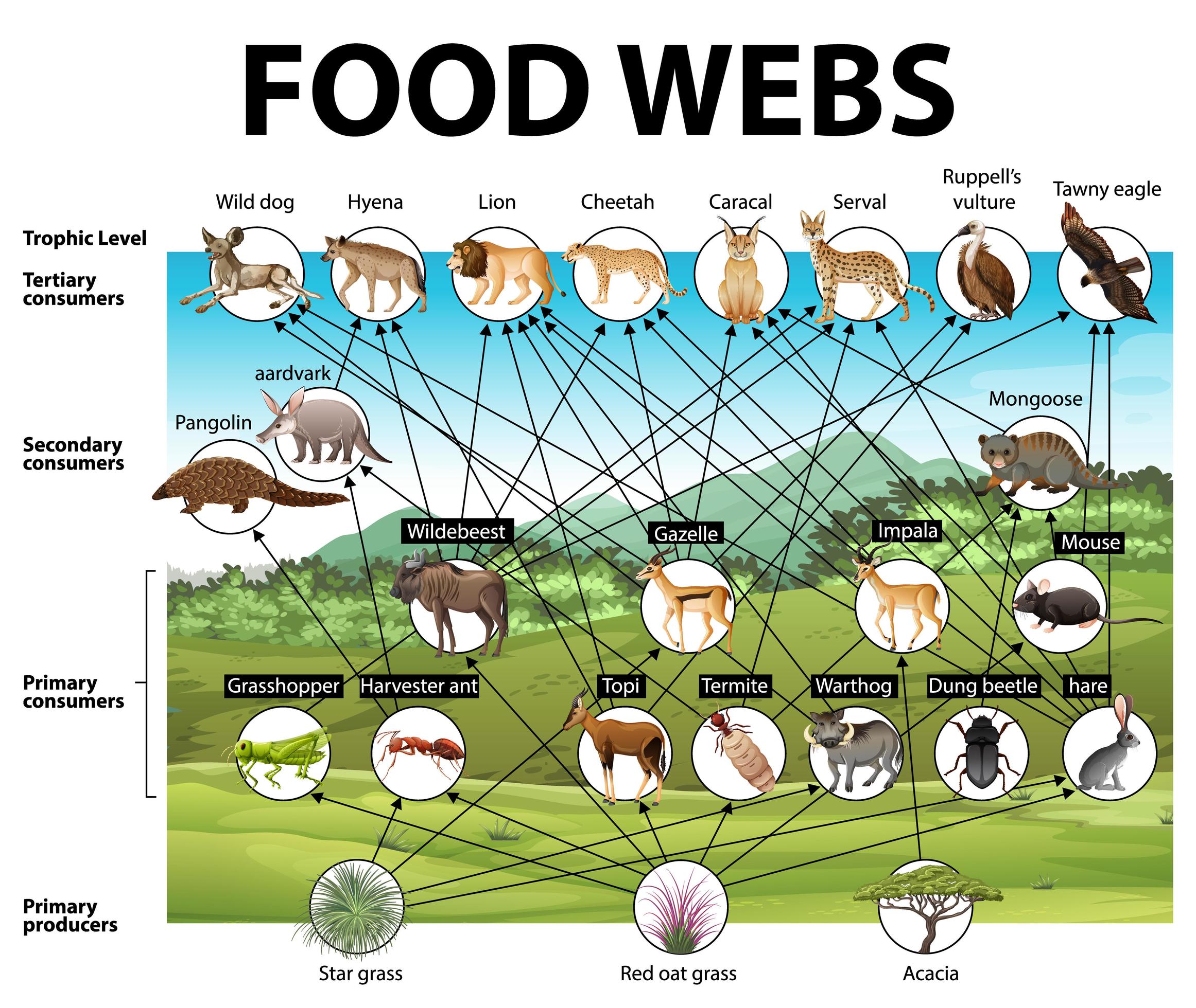 Education Poster Of Biology For Food Webs Diagram 1778184 Vector Art At 