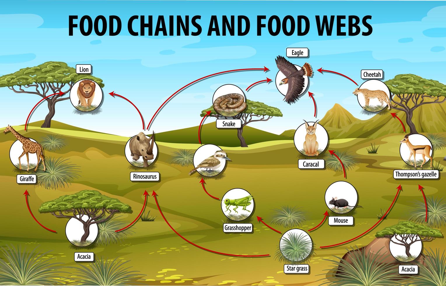 cartel educativo de biología para diagrama de cadenas alimentarias vector