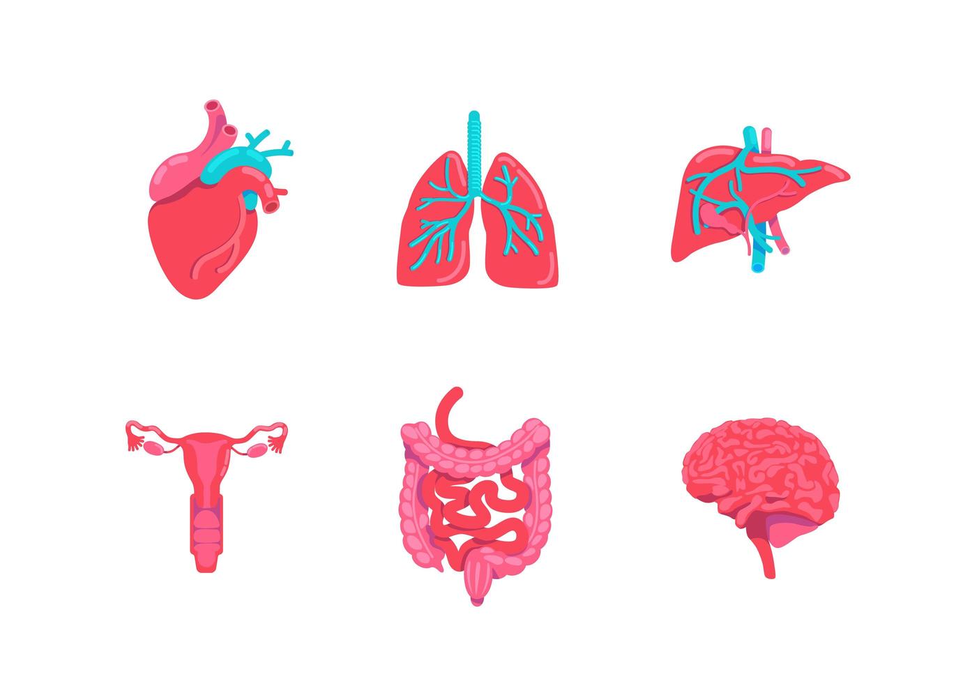 Human body anatomy objects set vector