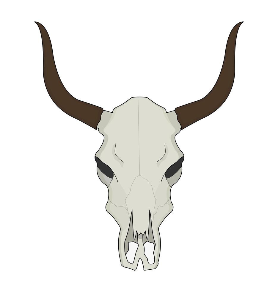 Cow skull. Color. vector