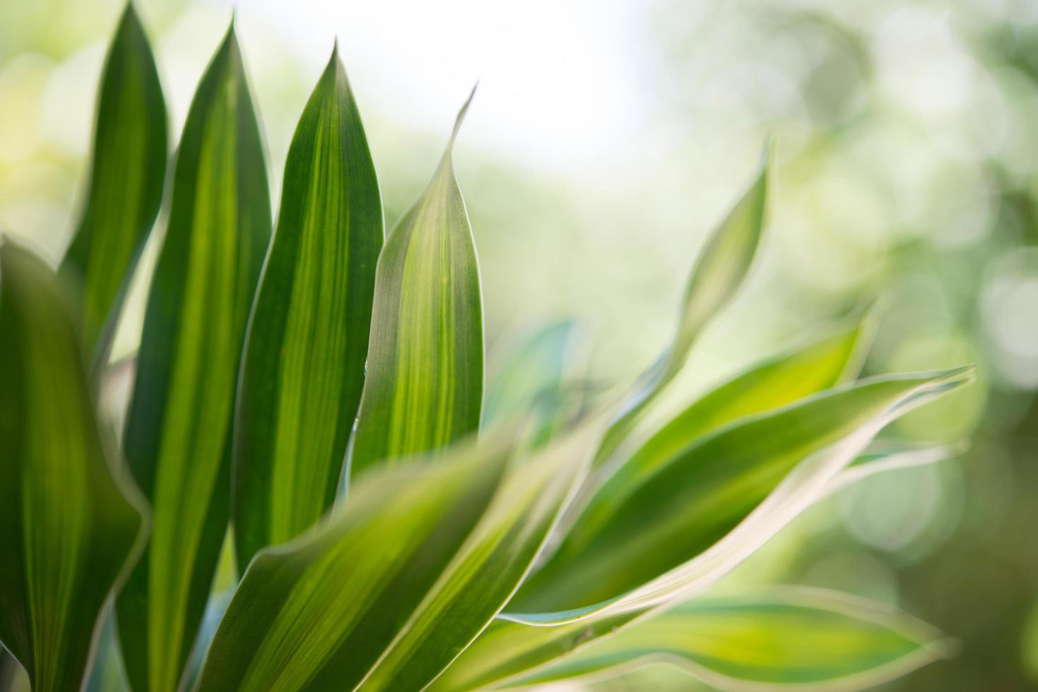 Close-up of a plant leaf with bokeh background photo