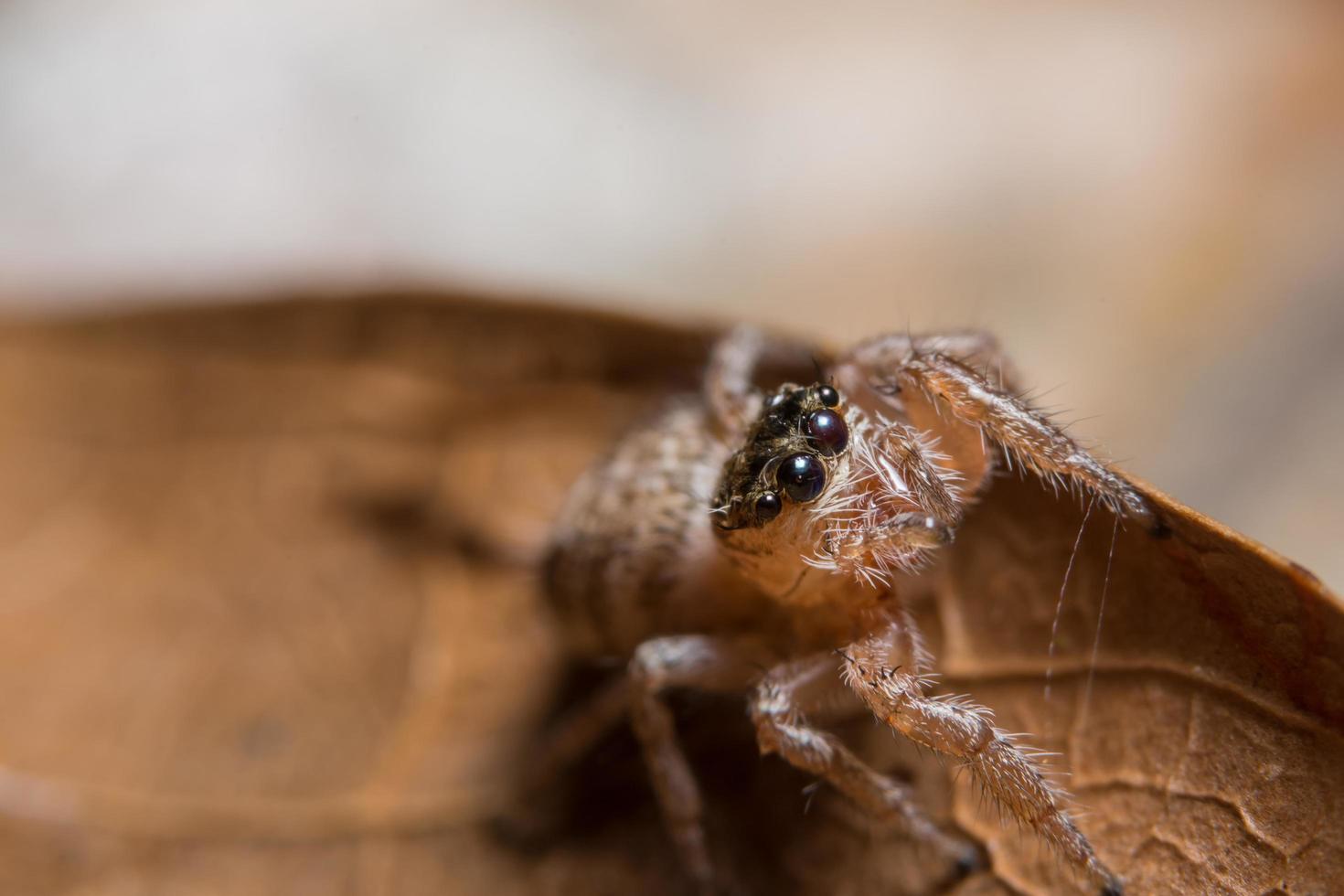 araña en una hoja foto