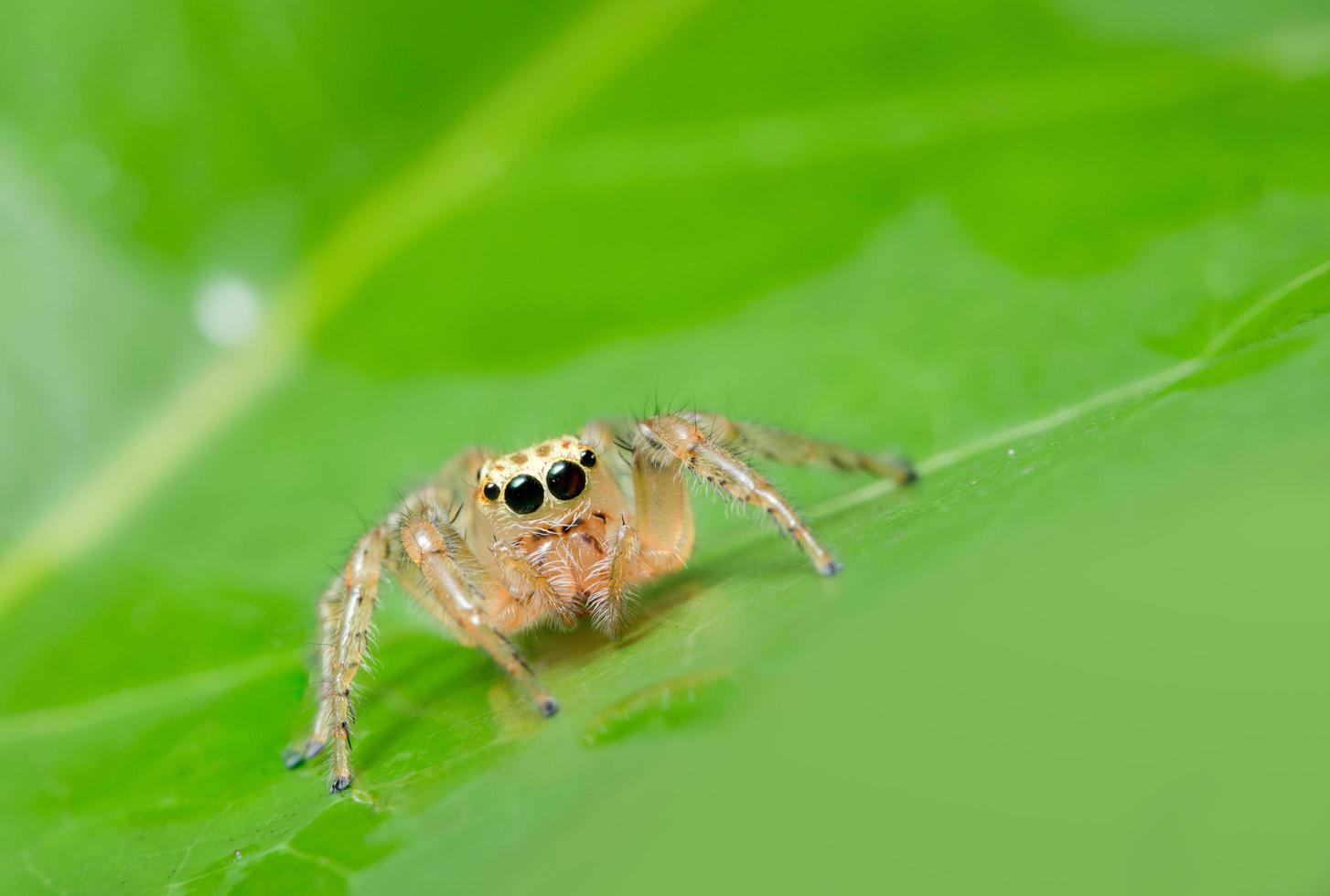 Spider on a leaf photo