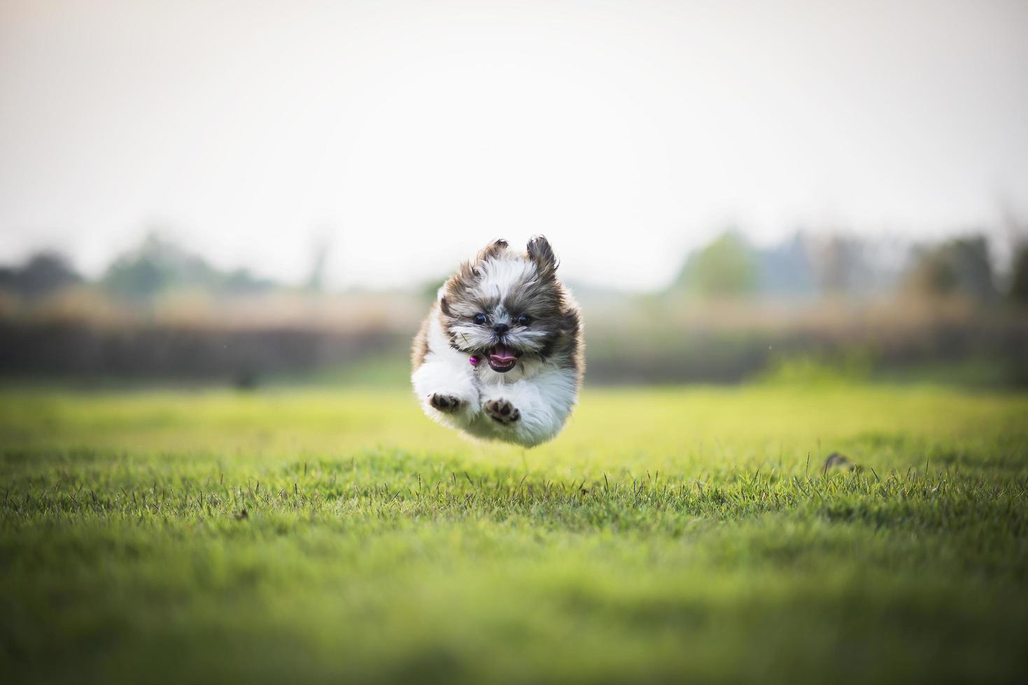 Happy puppy jumping and running on green meadow photo