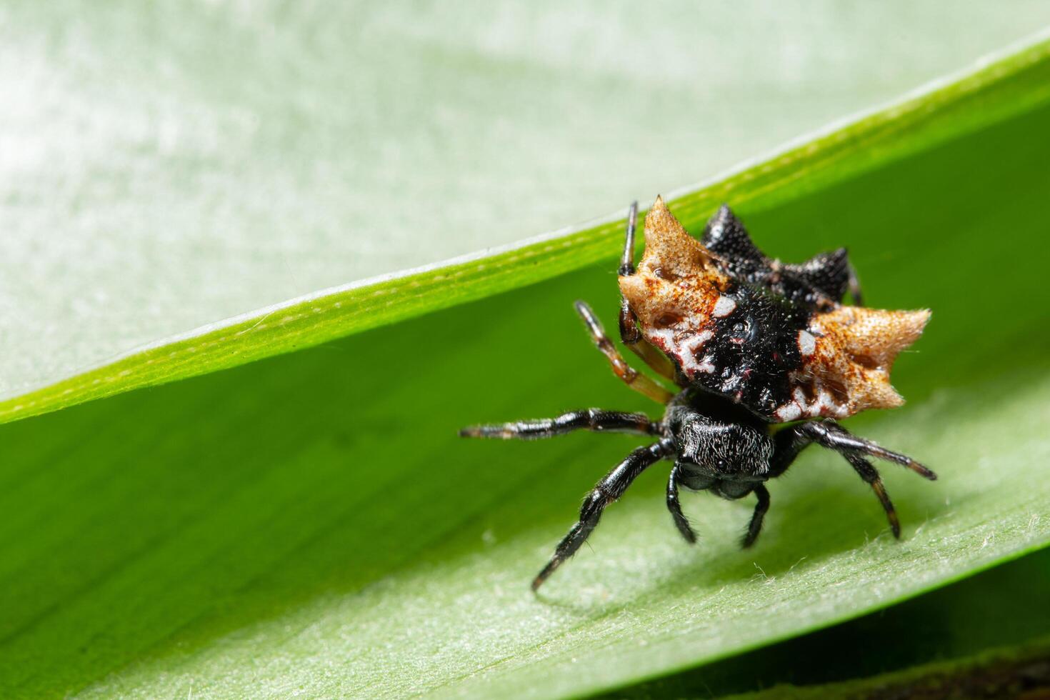 Spider on a leaf, macro photo