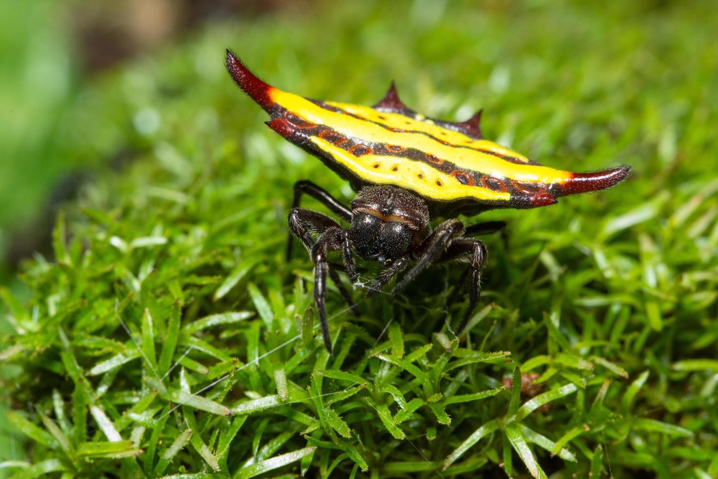 Spider on the grass photo