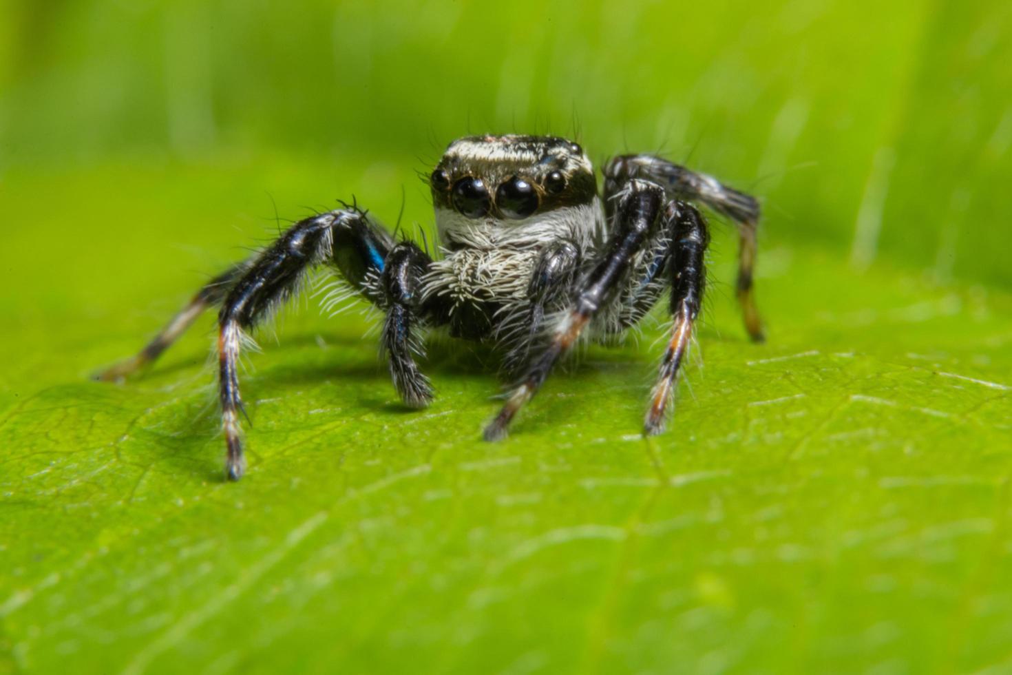 Spider on a leaf photo