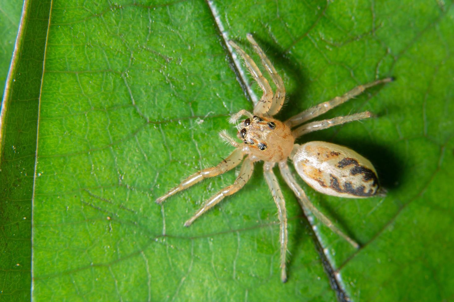 araña en una hoja, macro foto