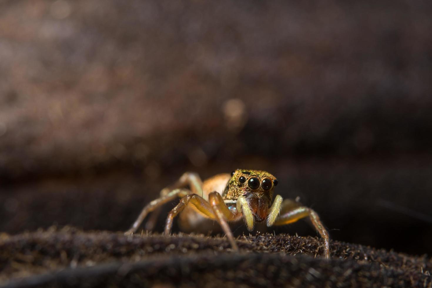 Spider on a leaf photo